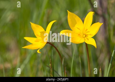 Wilde Tulpen (Tulipa sylvestris) in Blüte, Sachsen, Deutschland Stockfoto