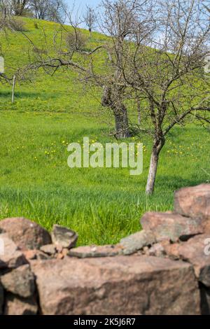 Trockensteinmauer, Hang mit altem Obstgarten mit wilder Tulpe (Tulipa sylvestris) in Blüte, Sachsen, Deutschland Stockfoto