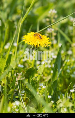 Honigbiene (APIs) auf einer Löbchenblume (Taraxacum), Wiese, Sachsen, Deutschland Stockfoto