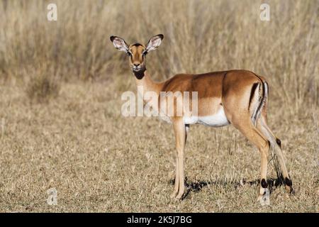 Gewöhnliches Impala (Aepyceros melampus), adultes Weibchen im trockenen Grasland, Augenkontakt, Savanne, Mahango Core Area, Bwabwata National Park, Kavango East, Capr Stockfoto