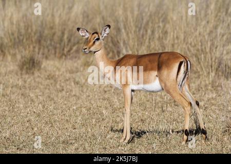 Gewöhnliches Impala (Aepyceros melampus), erwachsenes Weibchen im trockenen Grasland, Savanne, Mahango Core Area, Bwabwata National Park, Kavango East, Caprivi Strip, Na Stockfoto