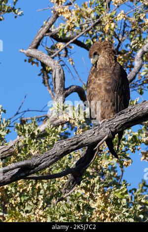 Bateleur-Adler (Terathopius ecaudatus), unreif, an einem Ast gelegen, Mahango-Kerngebiet, Bwabwata-Nationalpark, Kavango-Osten, Caprivi-Streifen, Namibia Stockfoto