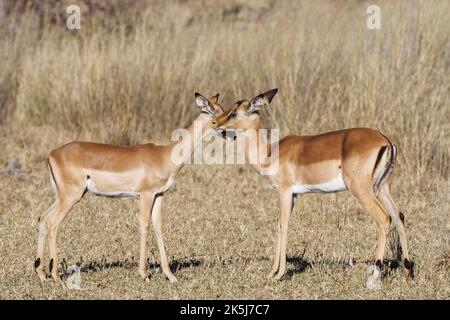 Gewöhnliche Impalas (Aepyceros melampus), zwei Weibchen im trockenen Grasland, die Zuneigung zeigen, Savanne, Mahango Core Area, Bwabwata National Park, Kavango Ost Stockfoto