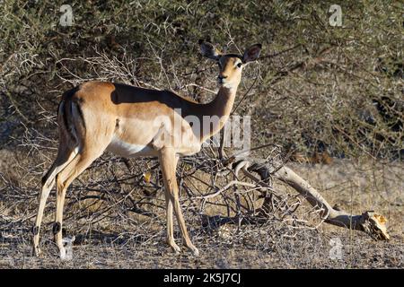 Gewöhnliches Impala (Aepyceros melampus), Erwachsene Weibchen, wachsam, Mahango-Kerngebiet, Bwabwata-Nationalpark, Kavango East, Caprivi, Namibia, Afrika Stockfoto