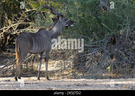 Großkudu (Tragelaphus strepsiceros), erwachsenes Männchen vor einem Baum, das sich von Blättern ernährt, Mahango Core Area, Bwabwata National Park, Kavango East, Ca Stockfoto