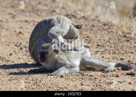 Vervet-Affen (Chlorocebus pygerythrus), zwei Erwachsene auf einer unbefestigten Straße, Pflege, Mahango Core Area, Bwabwata National Park, Kavango East, Caprivi-Streifen, Stockfoto