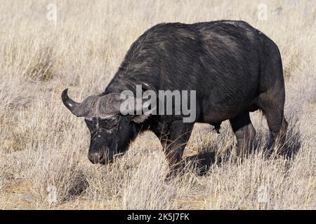Kapbüffel (Syncerus Caffer), erwachsenes Männchen im hohen trockenen Gras, das sich auf Gras ernährt, Savanne, Mahango Core Area, Bwabwata National Park, Kavango East, Capr Stockfoto