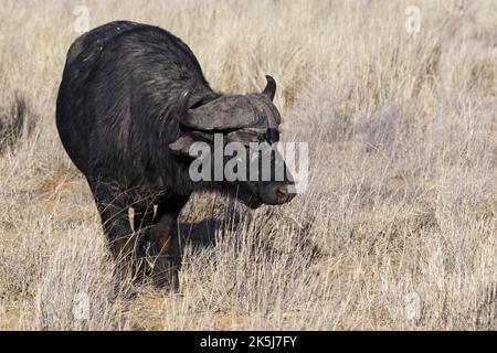 Kapbüffel (Syncerus Caffer), erwachsenes Männchen im hohen trockenen Gras, das sich auf Gras ernährt, Savanne, Mahango Core Area, Bwabwata National Park, Kavango East, Capr Stockfoto