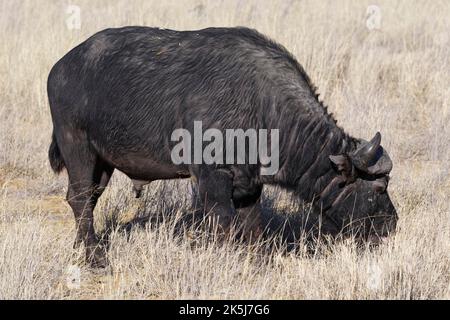 Kapbüffel (Syncerus Caffer), erwachsenes Männchen im hohen trockenen Gras, das sich auf Gras ernährt, Savanne, Mahango Core Area, Bwabwata National Park, Kavango East, Capr Stockfoto