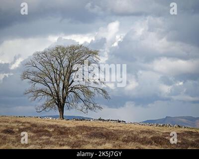 Der Krönungsbaum im Frühjahr fiel eine Ulme (Ulmus Procera), die auf Crosby Ravensworth gepflanzt wurde, zur Krönung von König George VI. In Cumbria, England, Großbritannien Stockfoto