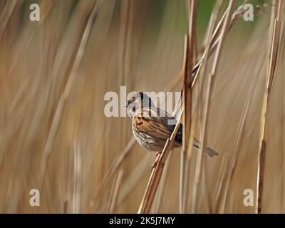 Weibliche Schilfbunde (Emberiza schoeniclus), die im Reedbed des RSPB Leighton Moss Lancashire, England, Großbritannien, thront Stockfoto