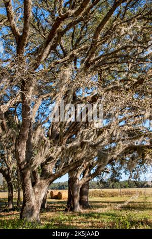 Spanisches Moos hängt von Eichen auf dem Ackerland in Masarytown, dem ländlichen Zentrum Floridas. Stockfoto