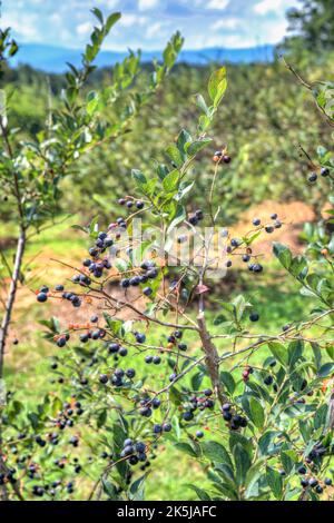 Sträucher, die Heidelbeeren auf Perry’s Berry’s Blueberry Farm in Morganton, North Carolina, anbauen. Stockfoto