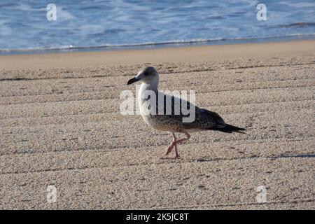 Junge Möwe auf dem Sand des Strandes Stockfoto