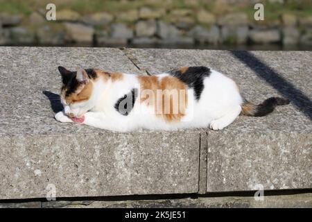 Calico Katze, die sich in der Oktobersonne an einer Wand stöhnt Stockfoto