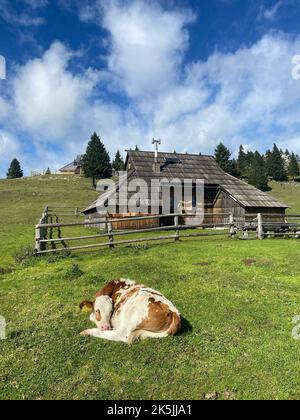 Eine vertikale Aufnahme einer niedlichen Kuh, die auf dem von grünem Gras bedeckten Boden auf dem Land neben einer Hütte liegt Stockfoto