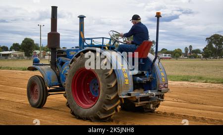 Yarrawonga, Victoria Australien - 3. April 2022: Blauer Lanz Bull Dog Traktor beim Traktorzugwettbewerb Yarrawonga Victoria Australien Stockfoto