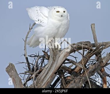 Hochgezogene Schneeeule Stockfoto