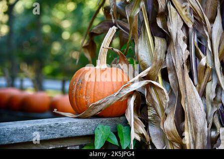 Frisch gepflückter, orangefarbener Kürbis, der auf einem Holzgeländer sitzt, neben getrockneten Maisstielen. Stockfoto