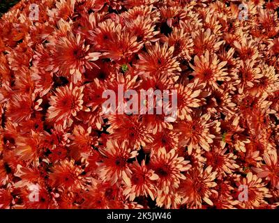 Nahaufnahme der roten Carousel Blushing Lachs Chrysanthemum Blumen Stockfoto