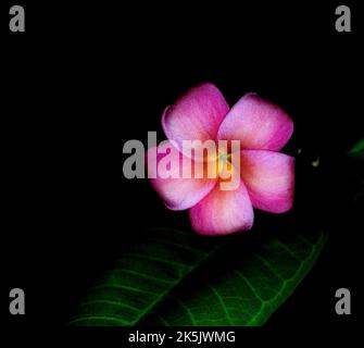 Plumeria/Frangipani Stockfoto