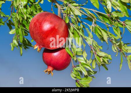 Nahaufnahme von reifen Granatapfelfrüchten auf einem Ast mit blauem Himmel Hintergrund. Stockfoto