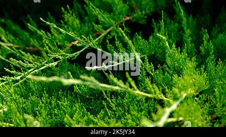 Schöne frische grüne Blätter des Wacholderkosaken - Juniperus sabina, ist Nadelstrauß. Stockfoto