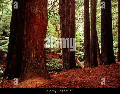 Kalifornische Redwood Trees (Sequoia Semperviren), die im Otway National Park, Victoria Australia, 1938 gepflanzt wurden Stockfoto