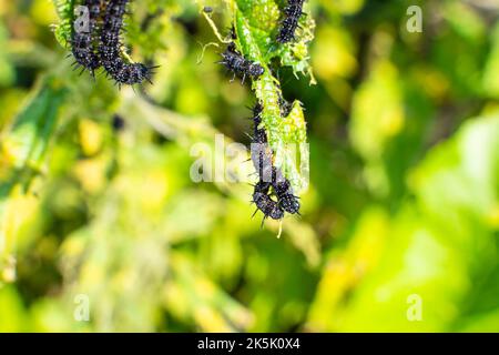 Schwarze Raupe eines Pfauenschmetterlings auf einer Brennnessel aus nächster Nähe. Eine schwarze Raupe mit Stacheln und weißen Punkten frisst die Blätter der Brennnessel Stockfoto