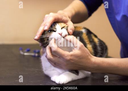 Das macht es Ihnen nicht leicht. Nahaufnahme einer Katze, die von einem Tierarzt untersucht wird. Stockfoto