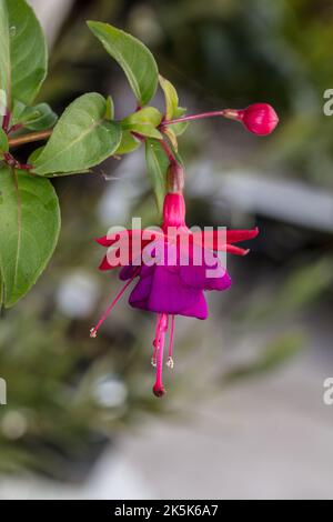 'Dular Princess' Fuchsia, Blodsdroppe (Fuchsia hybrida) Stockfoto