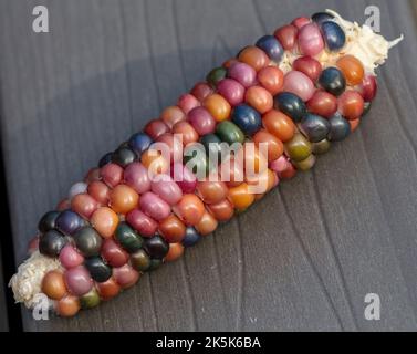 „Cherokee Long Ear“-Mais, Popcornmajs (Zea mays) Stockfoto