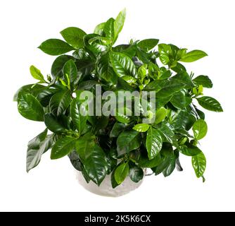 Kap Jasmine, Gardenia (Gardenia jasminoides) Stockfoto