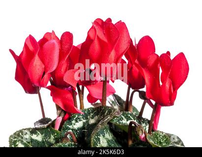 Der Florist, Cyklamen Alpenveilchen (Cyclamen persicum) Stockfoto