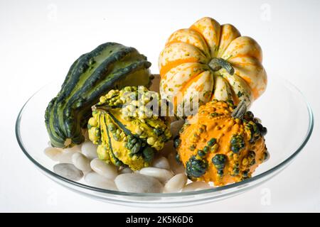 Zierkürbis, Prydnadspumpa (Cucurbita pepo) Stockfoto