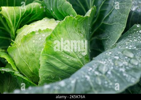 Im Garten wachsen Kohlblätter mit Wassertropfen Stockfoto