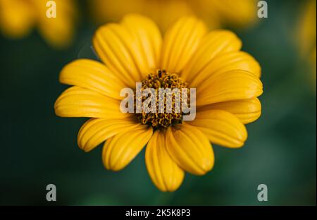 Blume der gelben Kamille wächst im Garten, Makroaufnahme. Stockfoto