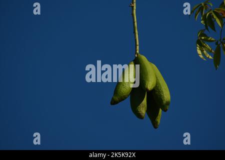 Java kapok Samen Schoten hängen am Baum gegen blauen Himmel. Stockfoto