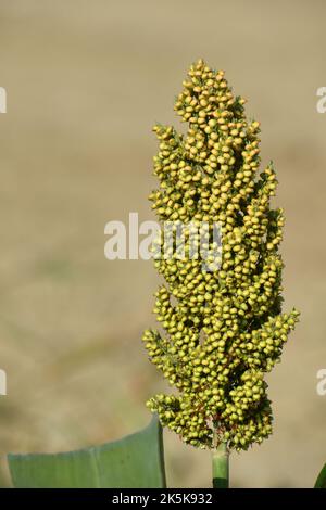 Sorghum-Getreide ist eine potenzielle Nahrungsquelle und Biokraftstoff. Stockfoto