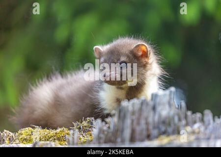 Nahaufnahme des jungen Mardermors im Freien. Horizontal. Stockfoto