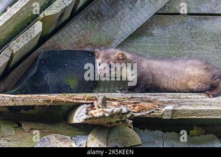 Der junge Marder posiert in einer alten Scheune. Horizontal. Stockfoto