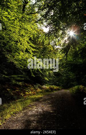 Der Herbst kommt. Mailscot Woods, Wye Valley, Symonds Yat. Stockfoto