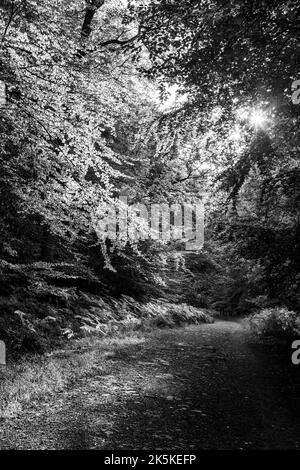 Der Herbst kommt. Mailscot Woods, Wye Valley, Symonds Yat. Stockfoto