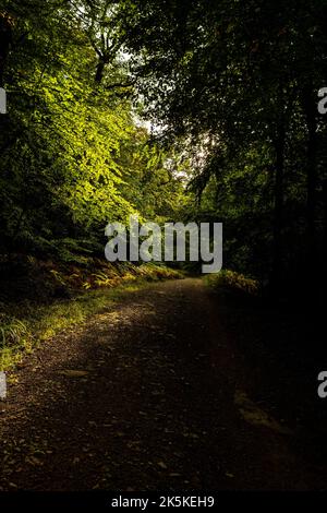 Der Herbst kommt. Mailscot Woods, Wye Valley, Symonds Yat. Stockfoto