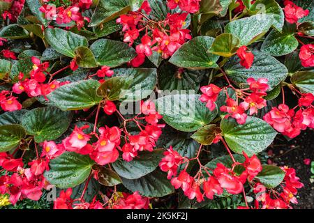 Schöne rosa Gartenblumen mit Regentropfen auf den Blättern. Stockfoto