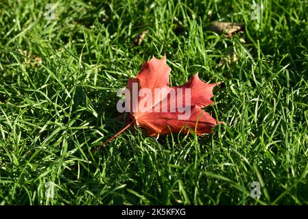 Herbstzeichen. Ein einzelnes rotes Blatt ist von einem Baum gefallen und sitzt auf üppigem grünen Gras Stockfoto