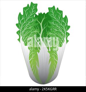 vektor-Illustration von frischem Chinakohl isoliert auf weißem Hintergrund Stock Vektor