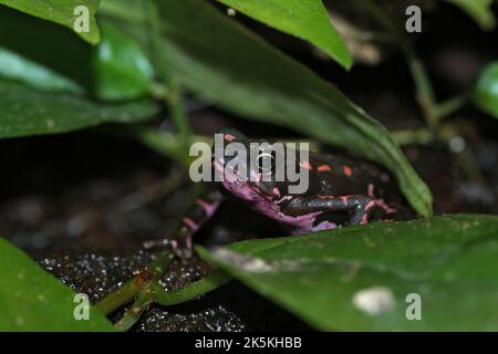 Nahaufnahme des farbenfrohen und gefährdeten violetten fluoreszierenden Frosches, Atelopus barbotoni, der sich in der Vegetation versteckt Stockfoto