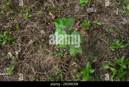 Blick in den hohen Winkel einer stinkenden Passionsblume, die in der Wildnis wächst (Passiflora foetida) Stockfoto