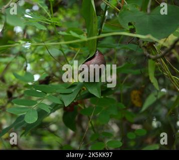 Eine Riesenlandschnecke (Acavus Phoenix) frisst auf einem kleinen Blatt in der Nähe einer Sweet Leaf- oder Katuk-Pflanze Stockfoto